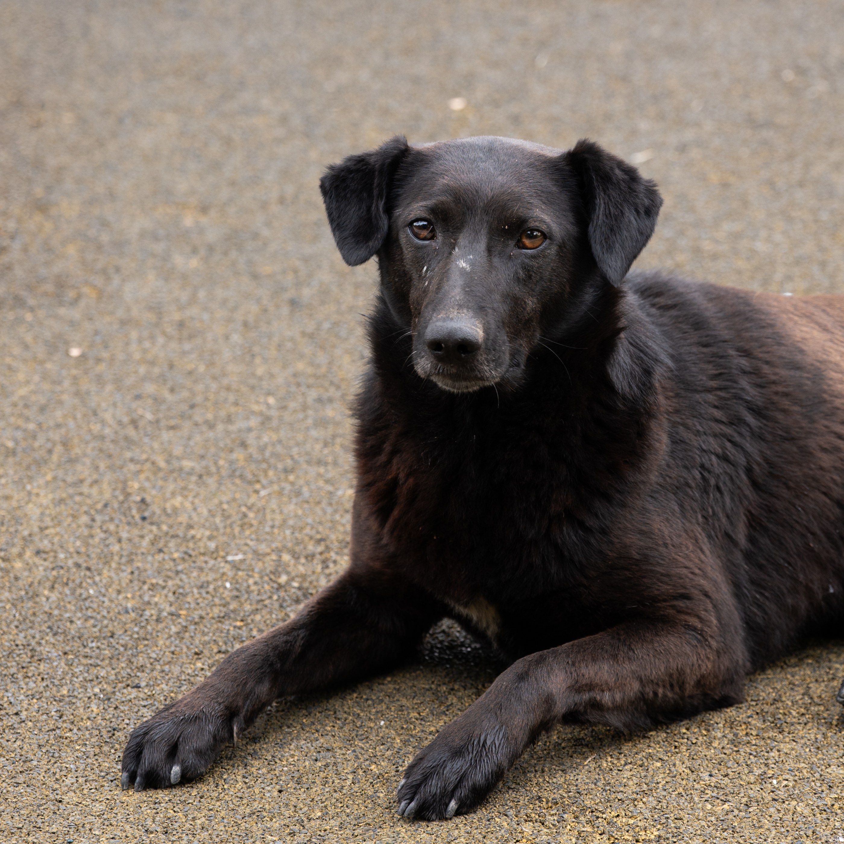 Animals, photograph 6