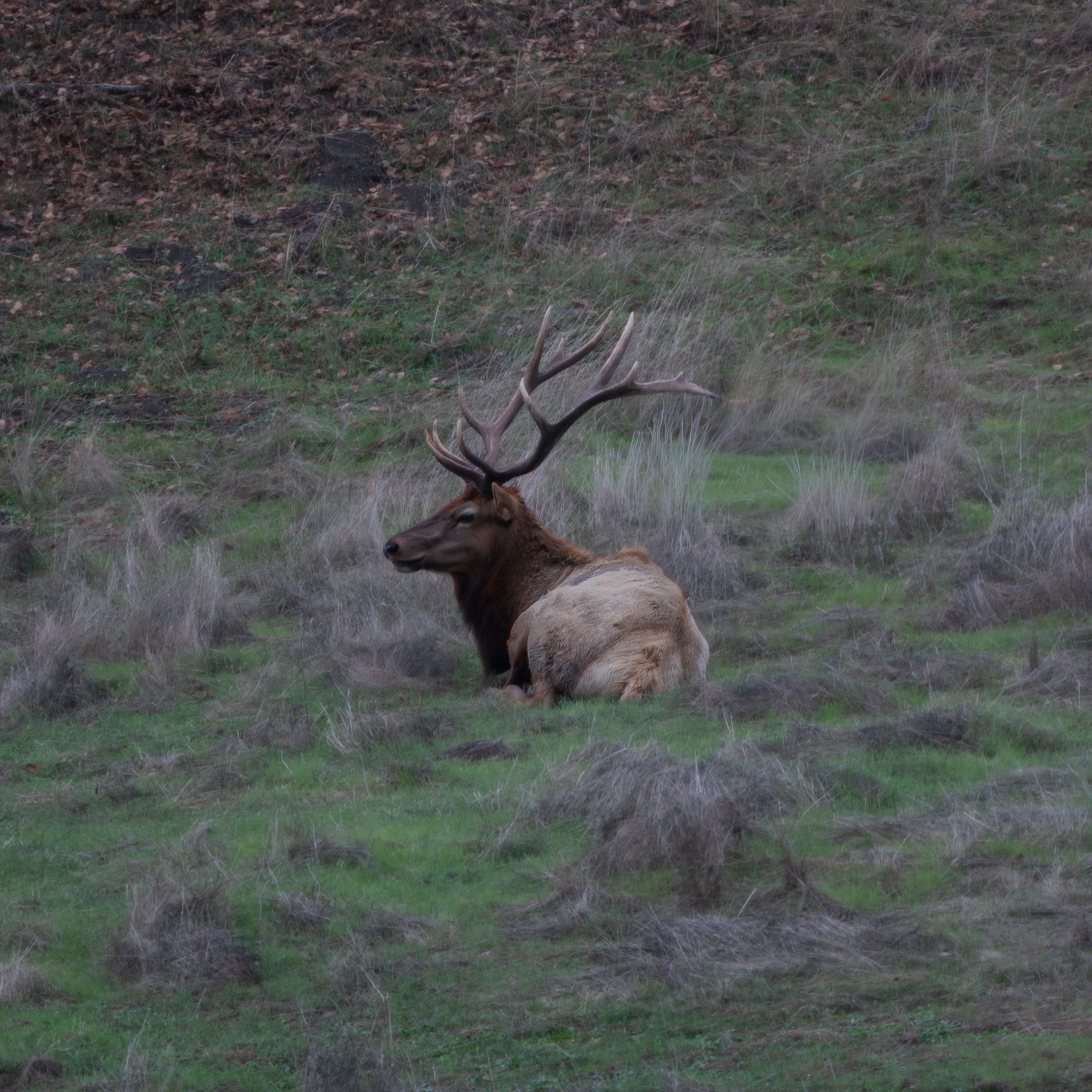 Animals, photograph 3