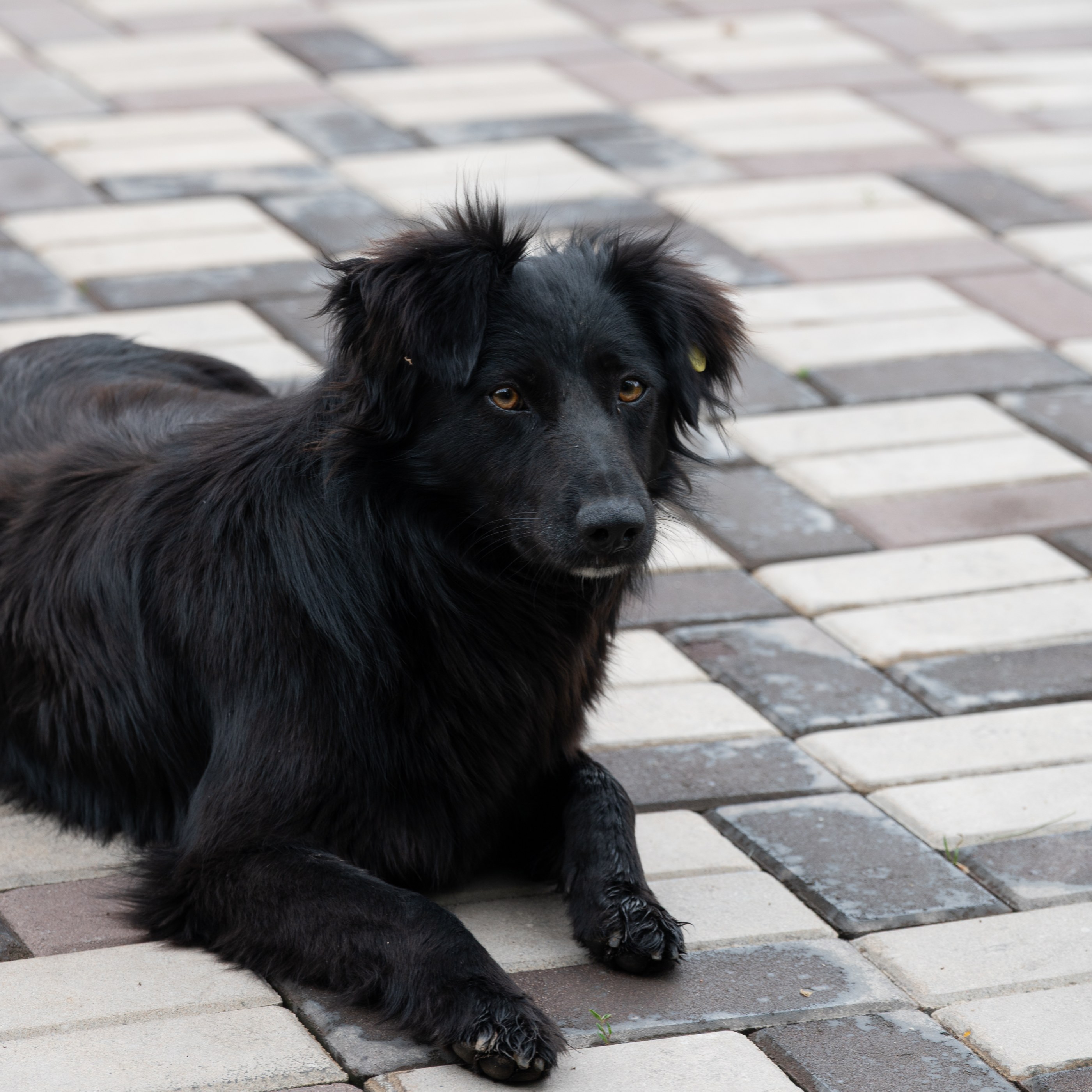 Animals, photograph 5