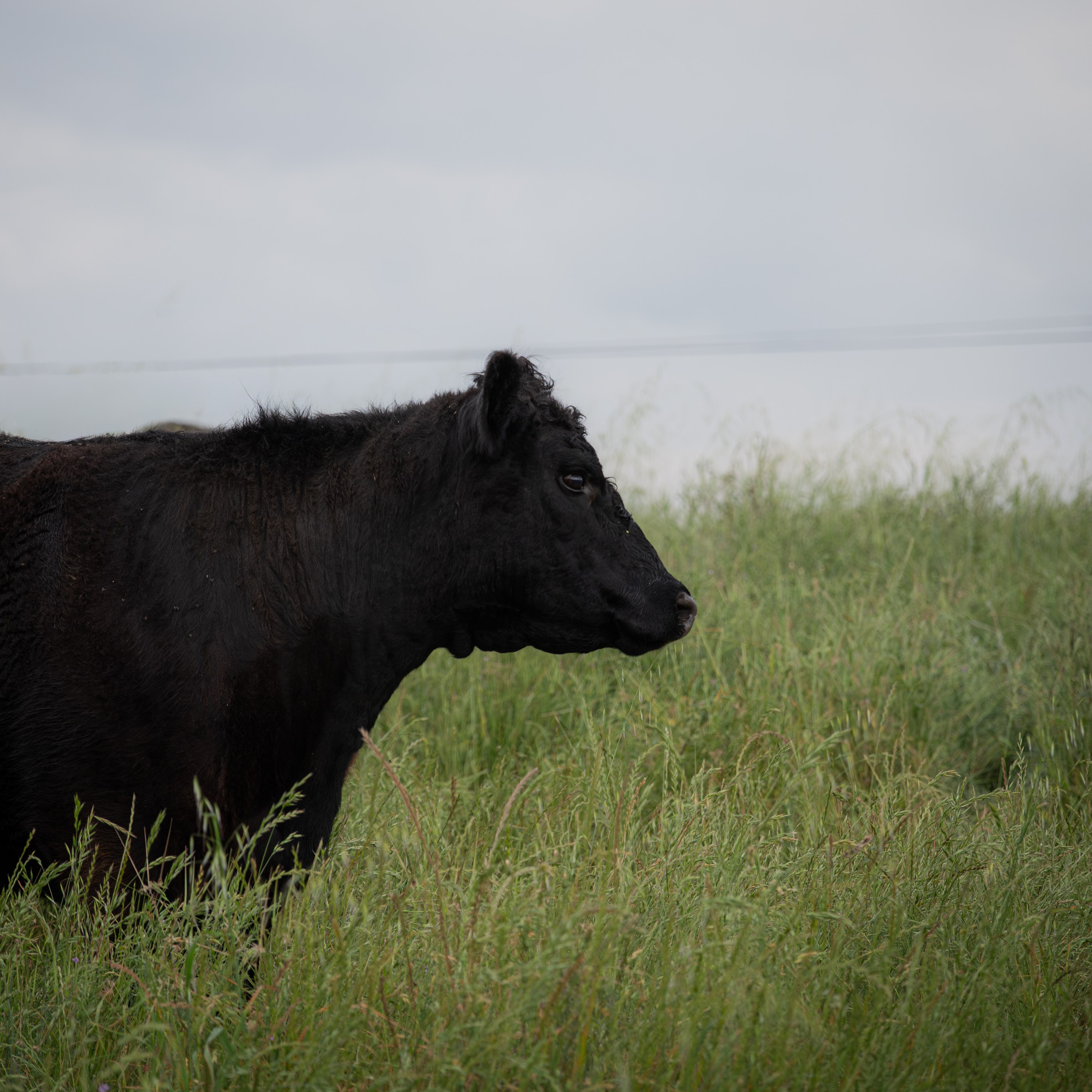 Animals, photograph 2