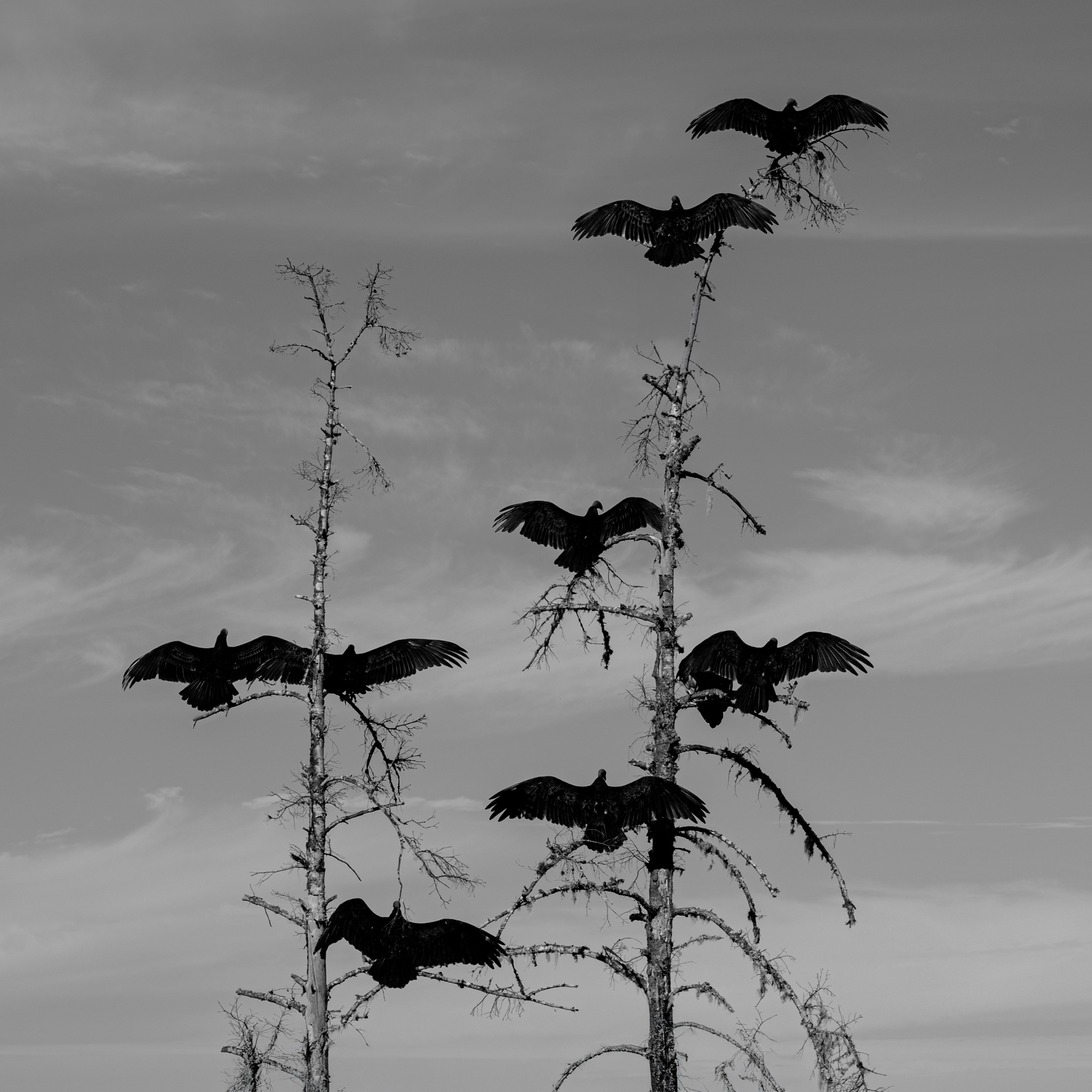 Animals, photograph 4