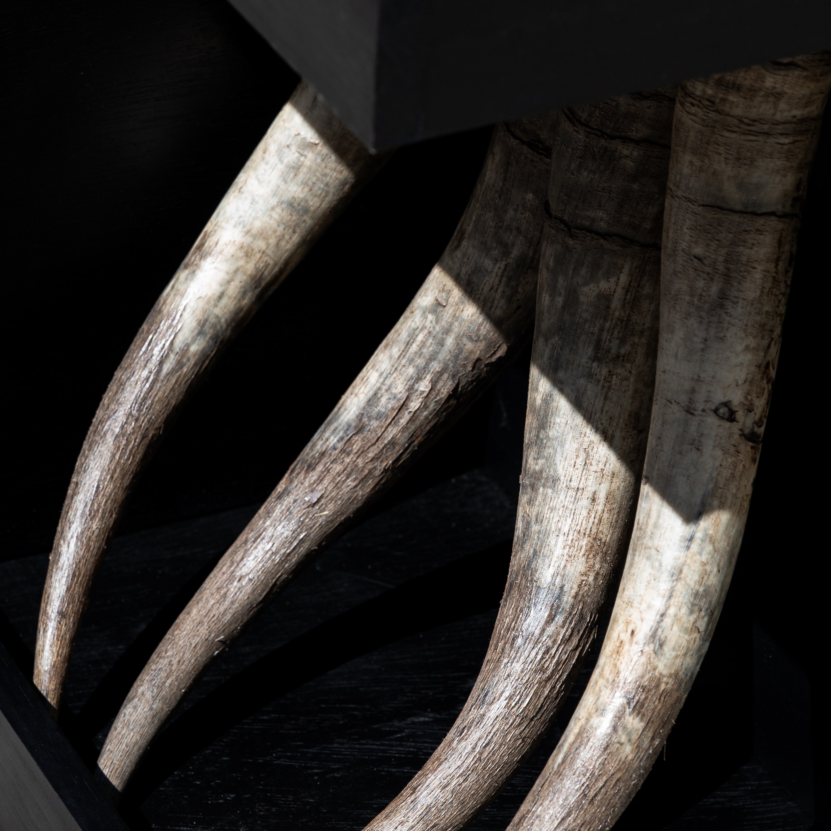 Watusi Horn Table, photograph 3