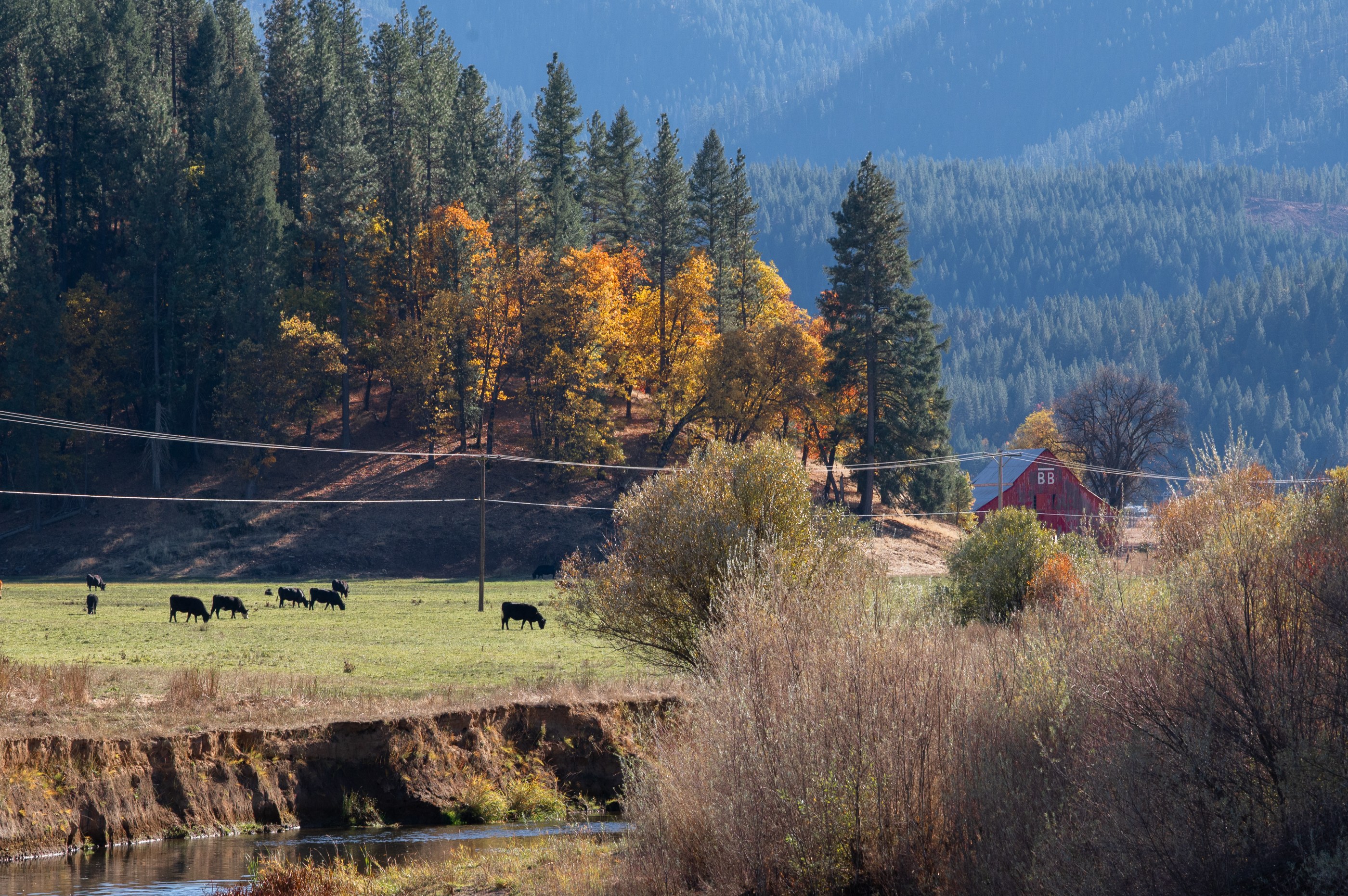 Cattle graze in a grassy field bordered by a dirt embankment and a shallow stream. Trees with autumn foliage line the slope behind them. A red barn is visible to the right. Power lines run across the slope.
